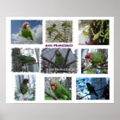 Wild Parrot van S.F. Poster (Voorkant)