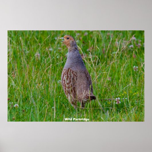 Wild Partridge Poster (Voorkant)