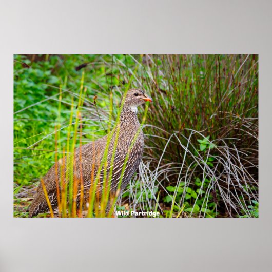 Wild Partridge Poster (Voorkant)