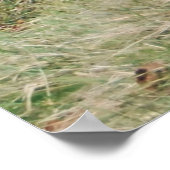 Wild Pheasant Brothers Poster (Hoek)