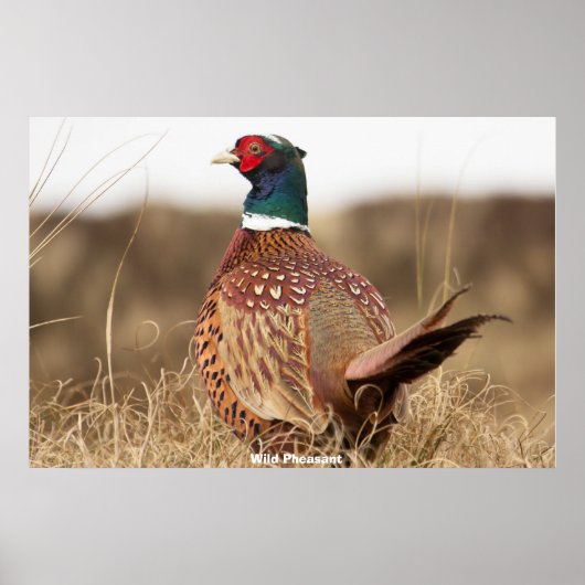 Wild Pheasant Poster (Voorkant)