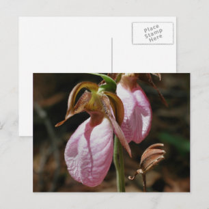 Wild Pink Lady Slipper Bloemen Briefkaart