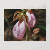 Wild Pink Lady Slipper Bloemen Briefkaart (Voorkant)