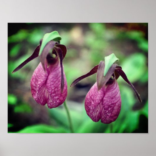 Wild Pink Lady Slipper Orchid Flower Pair 2 Poster (Voorkant)
