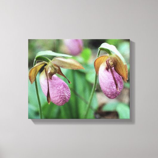 Wild Pink Lady Slipper Orchid Pair Canvas Afdruk (Voorkant)