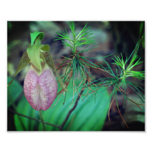 Wild Pink Lady Slipper Orchidee en Evergreens 8x10 Foto Afdruk