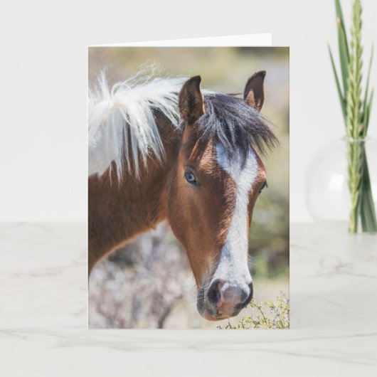 Wild Pinto Filly Kaart (Voorkant)