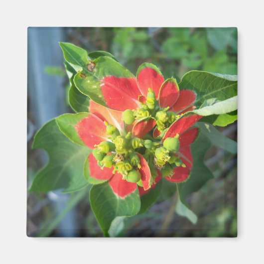 wild Poinsettia Magneet (Voorkant)