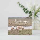 Wild Ponies Assateague - Cartes (Debout devant)