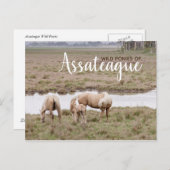Wild Ponies Assateague - Cartes (Devant / Derrière)