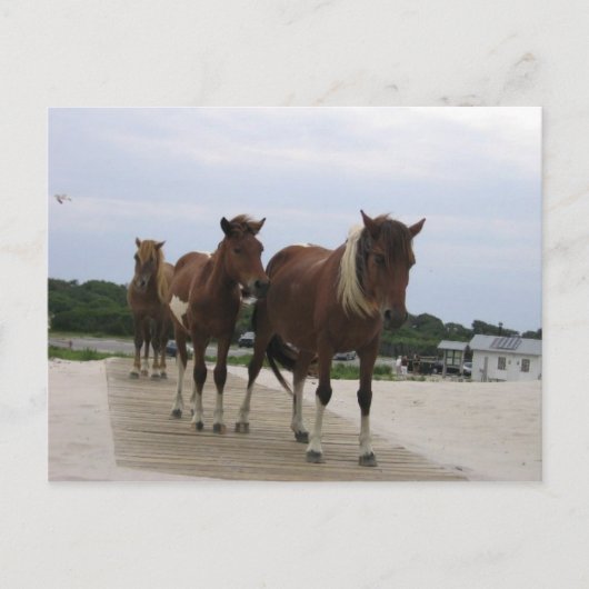 Wild Ponies Briefkaart (Voorkant)
