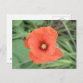 Wild Poppy Flower Briefkaart (Voorkant / Achterkant)