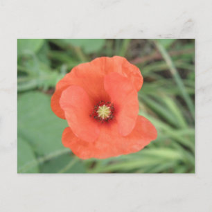 Wild Poppy Flower Briefkaart