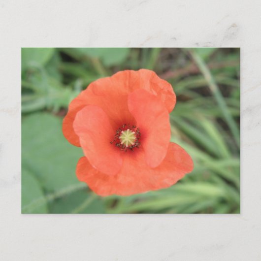 Wild Poppy Flower Briefkaart (Voorkant)