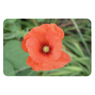 Wild Poppy Flower Premium Magnet Magneet