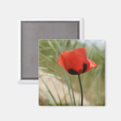 Wild Poppy Magnet Magneet (Voorkant / Achterkant)