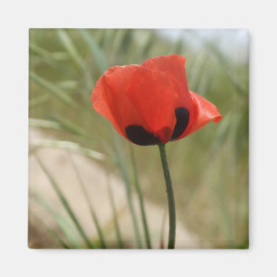 Wild Poppy Magnet Magneet