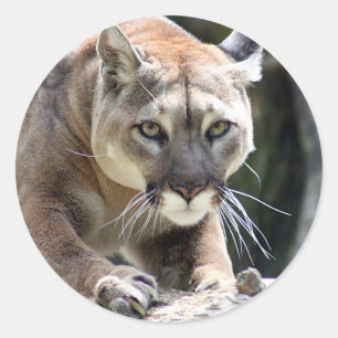 Wild Puma Ronde Sticker