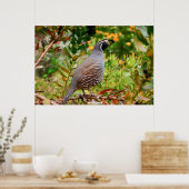 Wild Quail Poster (Keuken)