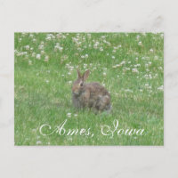 Wild Rabbit Ames, Iowa Briefkaart