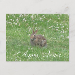 Wild Rabbit Ames, Iowa Briefkaart
