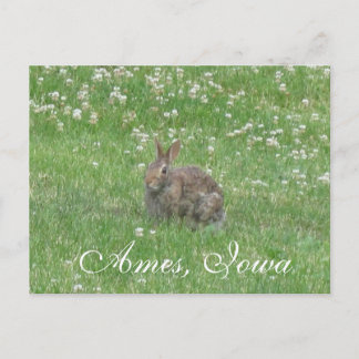 Wild Rabbit Ames, Iowa Briefkaart