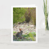 Wild Rabbit in Canyon Kaart (Voorkant)