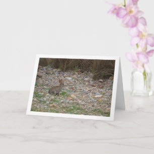 Wild Rabbit in Platteland Kaart