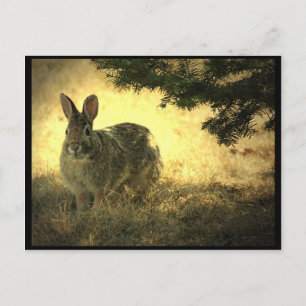 Wild Rabbits Briefkaart
