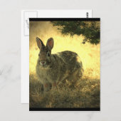 Wild Rabbits Briefkaart (Voorkant / Achterkant)