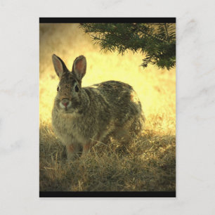Wild Rabbits Briefkaart