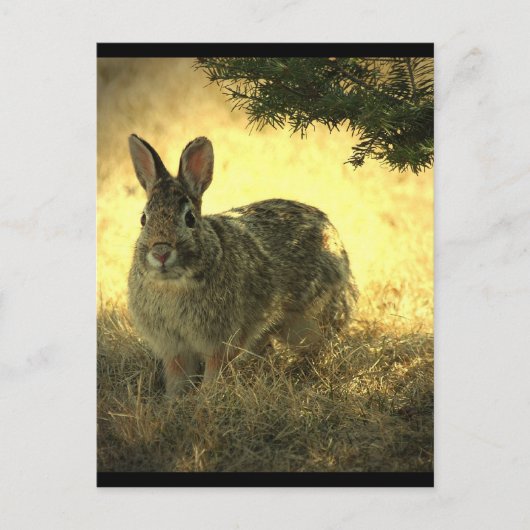 Wild Rabbits Briefkaart (Voorkant)