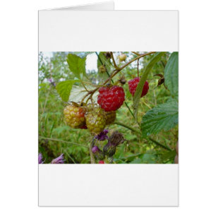 Wild Raspberri