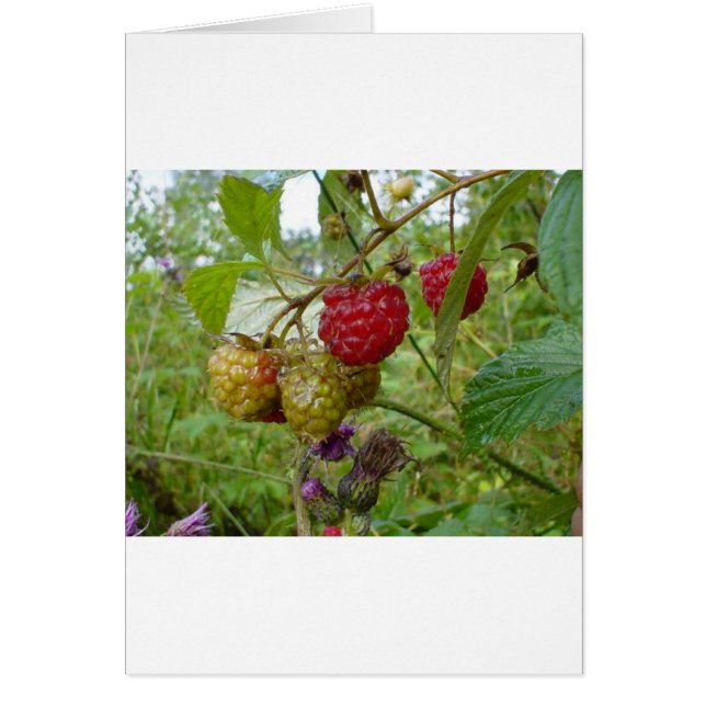 Wild Raspberri (Devant)