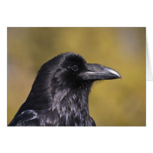Wild Raven - Kaart