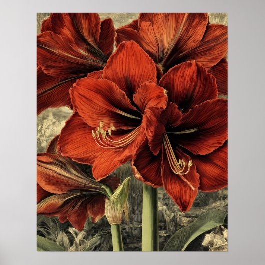 wild red amaryllis flowers poster (Voorkant)