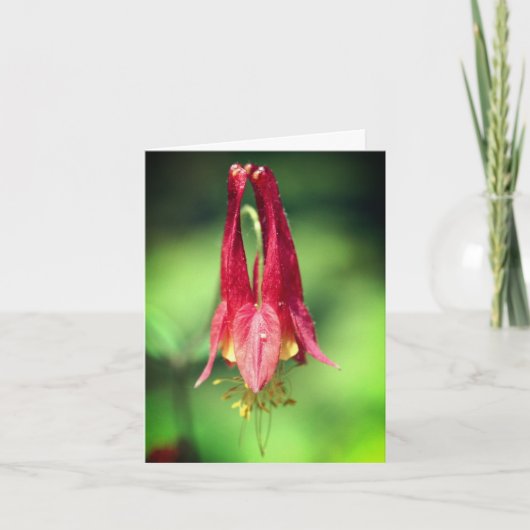 Wild Red Columbine Flower Photography  (Devant)