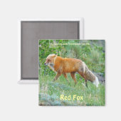 Wild Red Fox animal faune aimant amusant (Recto/Verso)