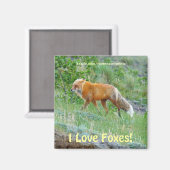 Wild Red Fox-lover Dier Wildlife Art Magnet Magneet (Voorkant / Achterkant)