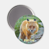 Wild Red Fox Vixen Wildlife Art Magnet Magneet (Voorkant / Achterkant)