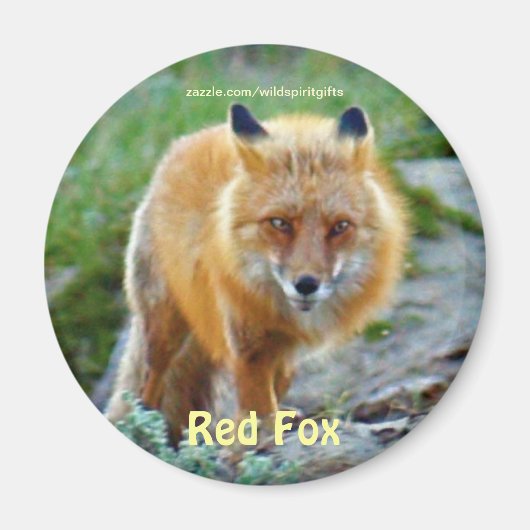 Wild Red Fox Vixen Wildlife Art Magnet Magneet (Voorkant)