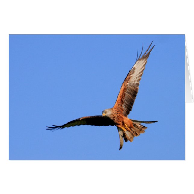 Wild Red Kites (Voorkant Horizontaal)