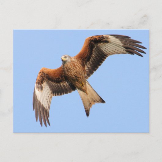 Wild Red Kites Briefkaart (Voorkant)