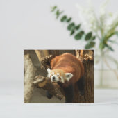 Wild Red Panda Slaapfoto Briefkaart (Staand voorkant)