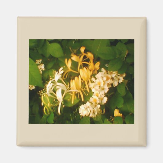 Wild Roos Honeysuckle Refkoelkast Magnet Magneet (Voorkant)