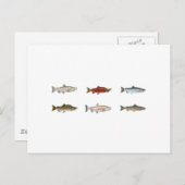 Wild Salmon Briefkaart (Voorkant / Achterkant)