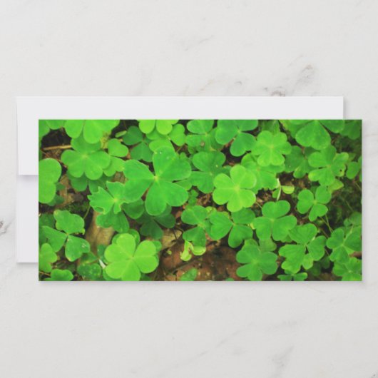 Wild Shamrocks (Voorkant)