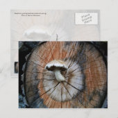 Wild Shiitake Mushroom op log Briefkaart (Voorkant / Achterkant)