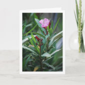 Wild Spaans Nerium Oleander Plant Kaart (Voorkant)