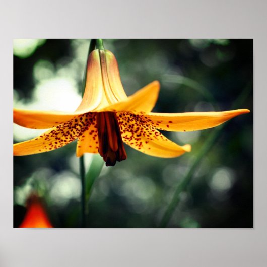 Wild Spotted Canadian Lily Flower Poster (Voorkant)